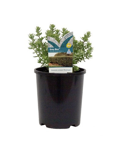 Westringia Fruticosa 'Grey Box'