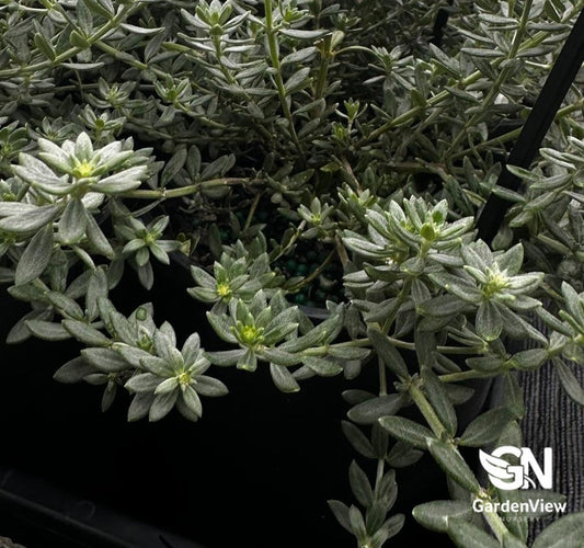 Westringia Fruticosa Zena