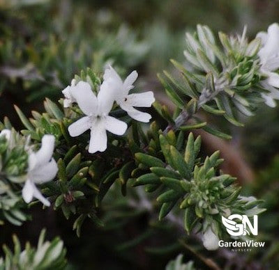 Westringia Fruticosa  Coastal Creeper