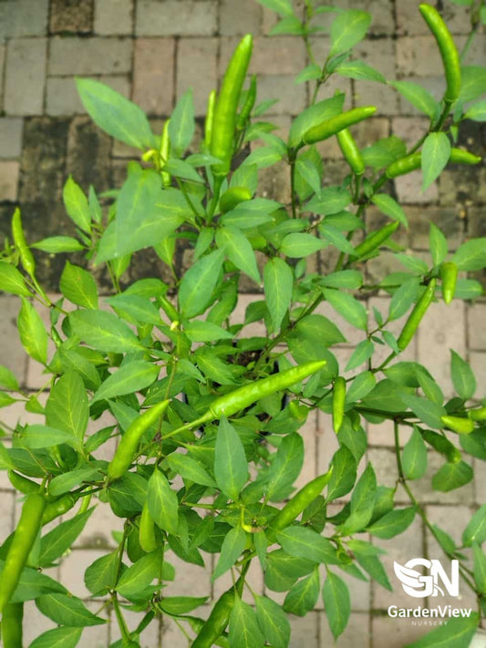 Colourful mixed chilli peppers in various stages of ripeness growing on healthy green plants in terracotta pots