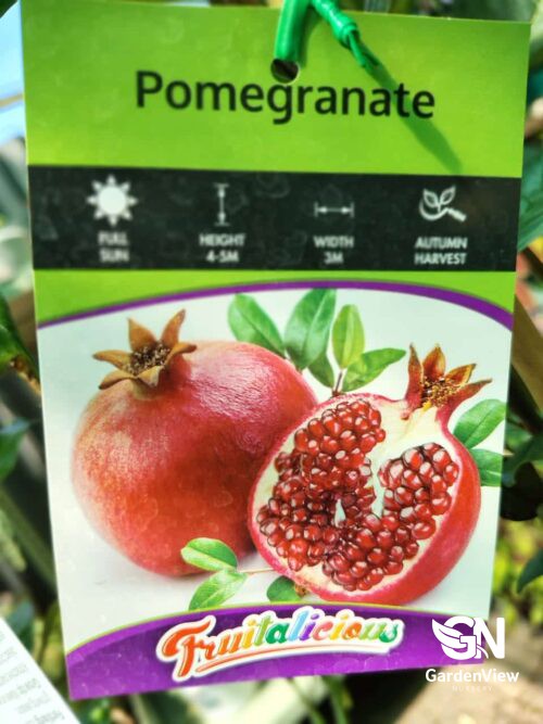 Pomegranate Azerbaijani