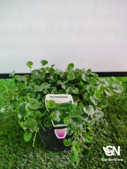 Dichondra Repens (Emerald Falls)