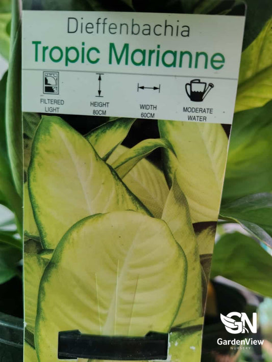Dieffenbechia Tropic Marianne