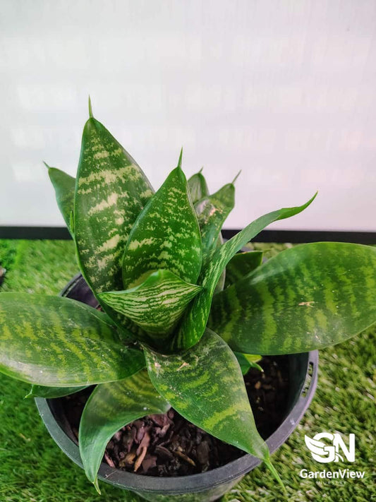 Sansevieria Hahnii