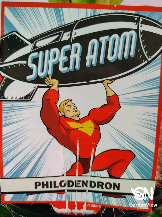 Philodendron Super Atom