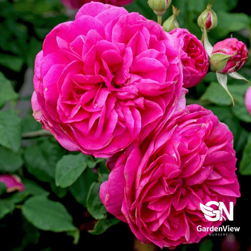Rose Young Lycidas Bush