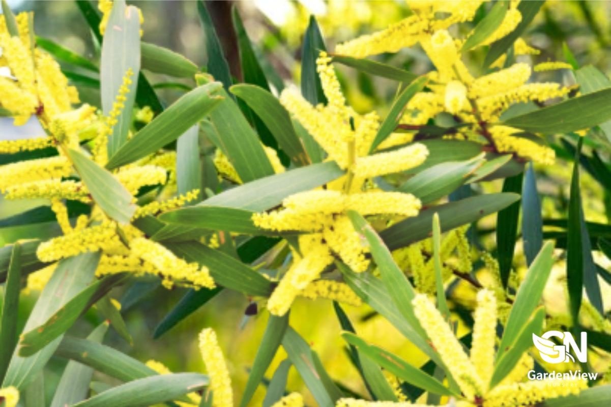 Acacia Longifolia - Native Shrubs & Trees - Garden View Nursery
