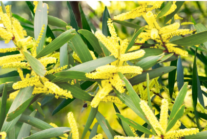 Acacia Longifolia - Native Shrubs & Trees - Garden View Nursery