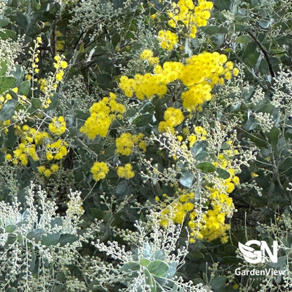 Acacia Podalyriifolia - Native Shrubs & Trees - Garden View Nursery