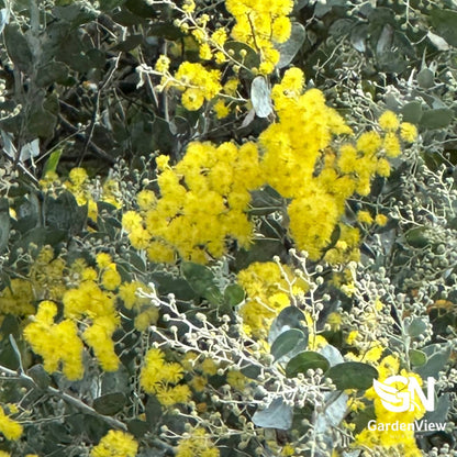 Acacia Podalyriifolia - Native Shrubs & Trees - Garden View Nursery