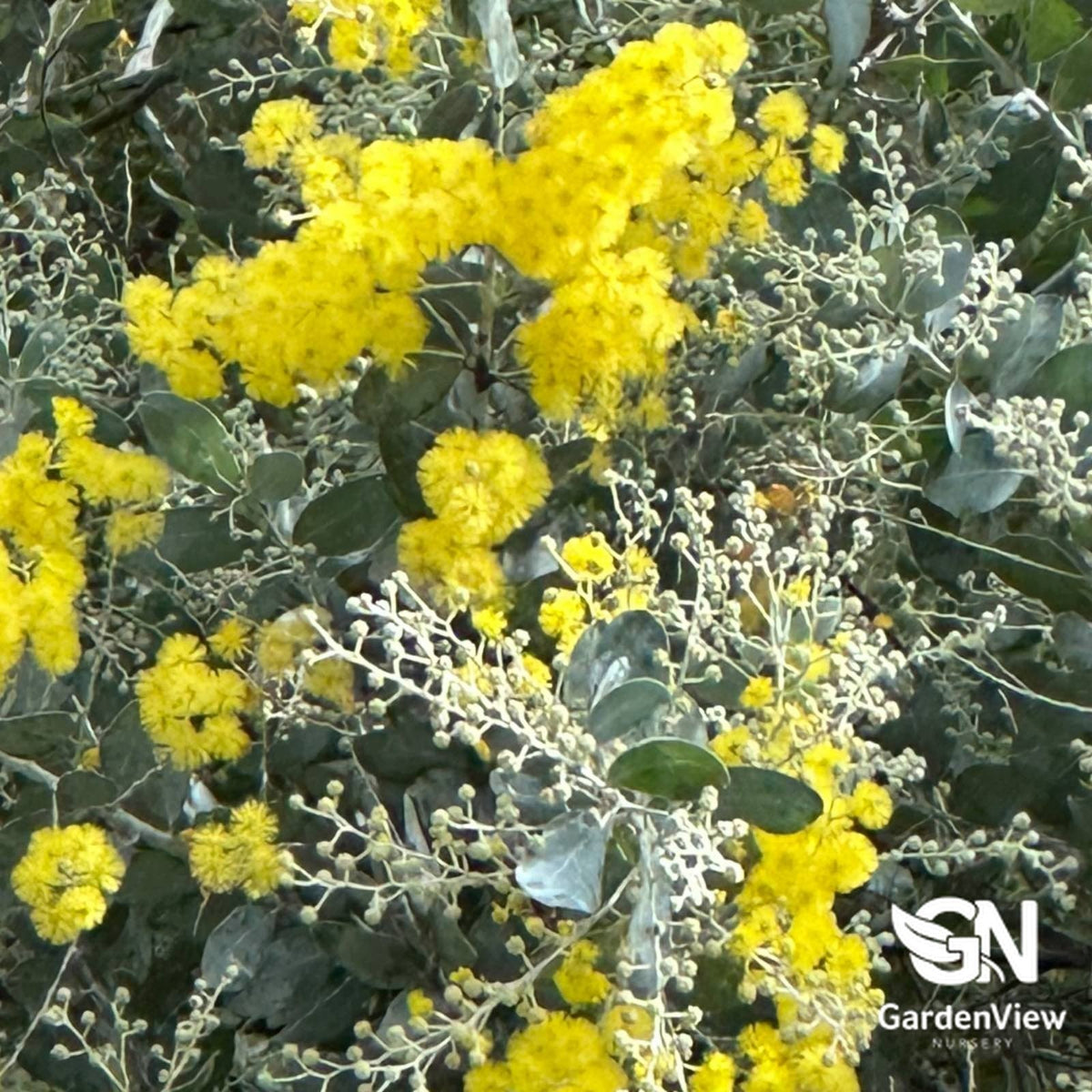 Acacia Podalyriifolia - Native Shrubs & Trees - Garden View Nursery
