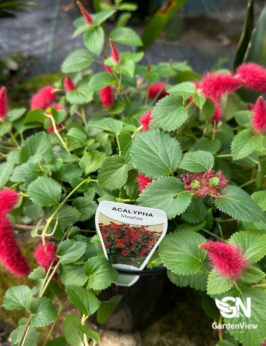 Acalypha Chamaedrifolia - Indoor Plants - Garden View Nursery