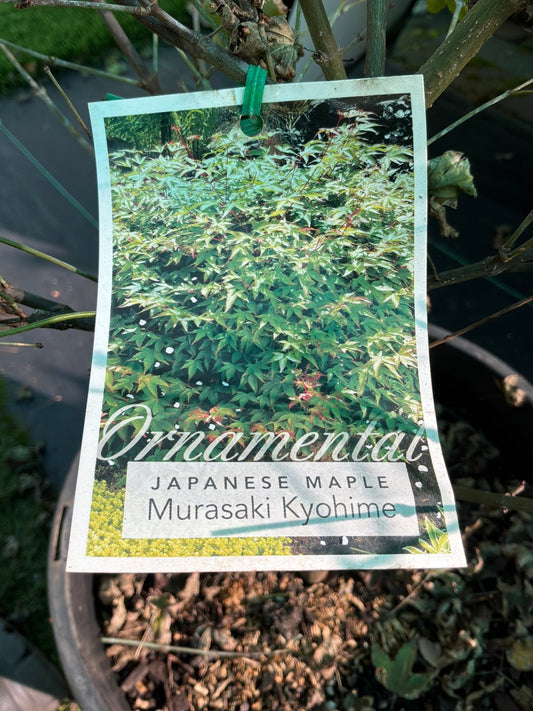 Acer Palmatum Murasaki Kiyohime - Shrubs & Trees - Garden View Nursery