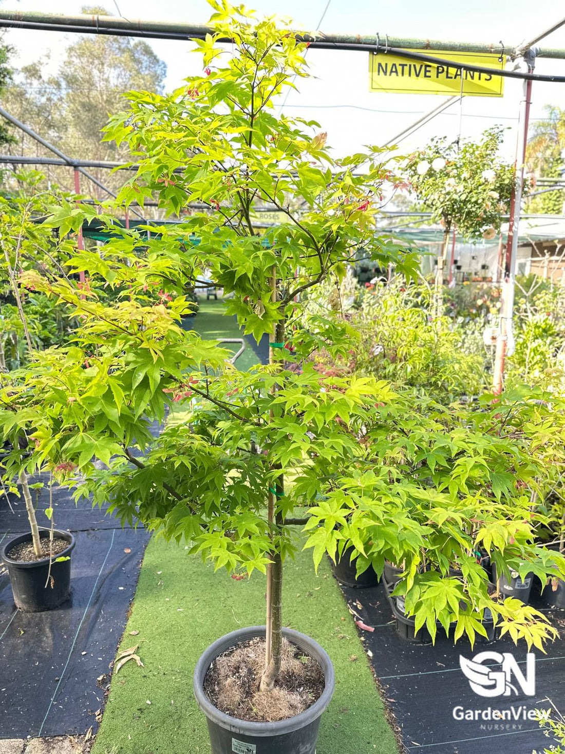 Acer Palmatum Osakazuki - Shrubs & Trees - Garden View Nursery