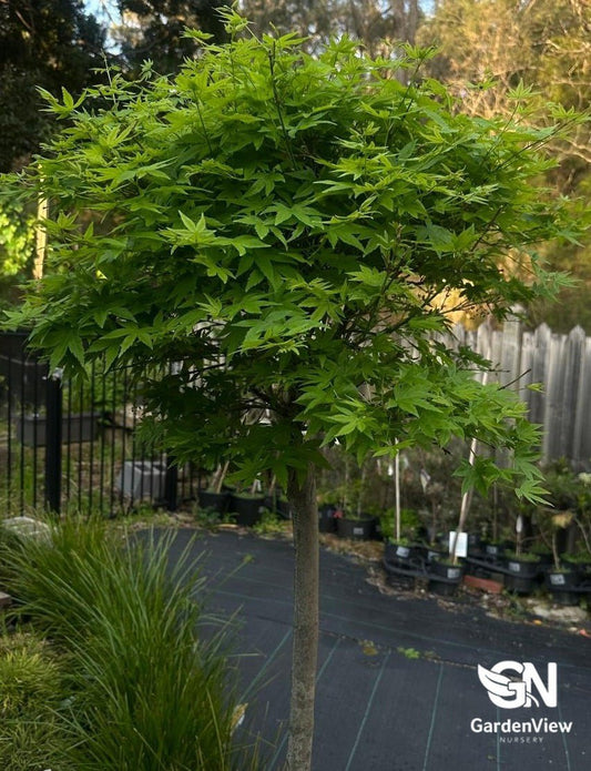 Acer Platanoides Globosum - Shrubs & Trees - Garden View Nursery