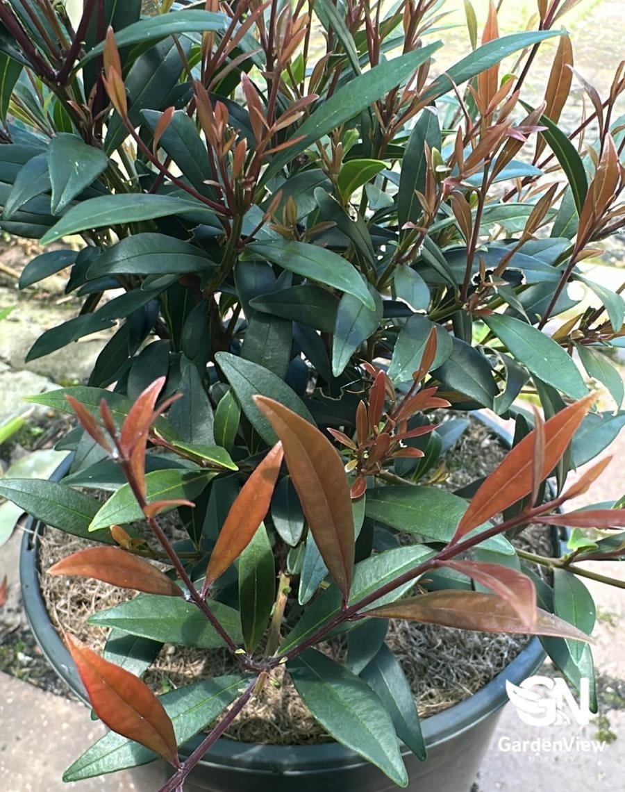 Acmena Smithii Forest Flame (Lilly Pilly) - Native Shrubs & Trees - Garden View Nursery