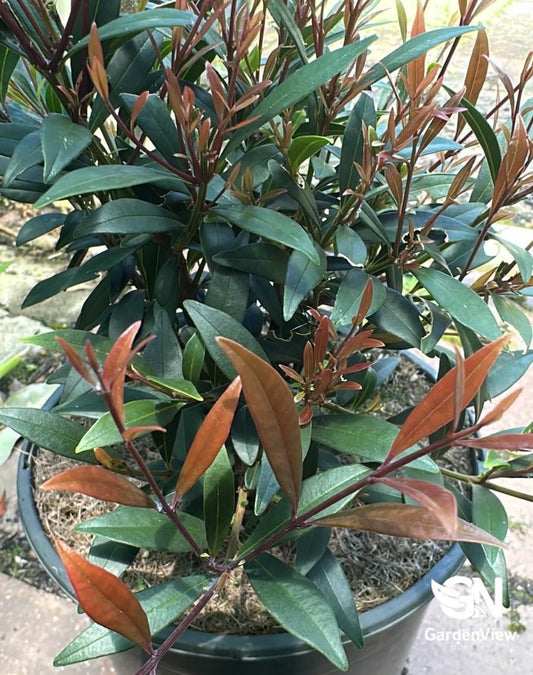 Acmena Smithii Forest Flame (Lilly Pilly) - Native Shrubs & Trees - Garden View Nursery