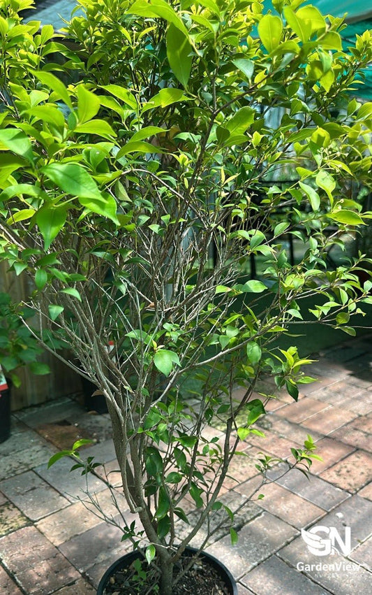 Acmena Smithii Minor (Dwarf Lilly Pilly) - Native Shrubs & Trees - Garden View Nursery