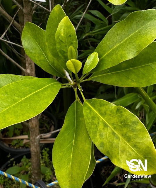 Acronychia Imperforata - Shrubs & Trees - Garden View Nursery