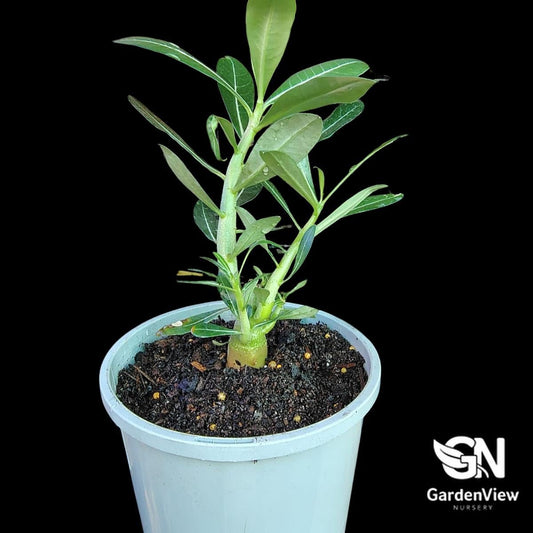 Adenium Obesum Pink (Desert Rose) - Succulents - Garden View Nursery