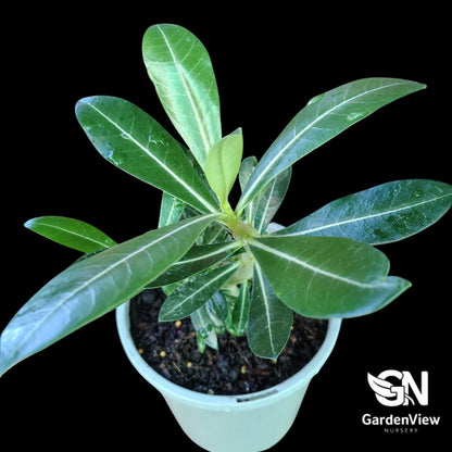Adenium Obesum Pink (Desert Rose) - Succulents - Garden View Nursery