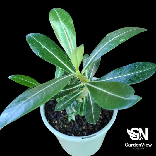 Adenium Obesum Pink (Desert Rose) - Succulents - Garden View Nursery