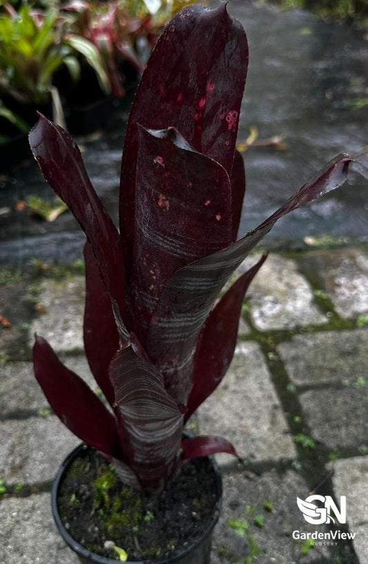 Aechmea Fasciata Red Form - Palms & Tropical - Garden View Nursery