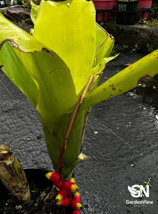 Aechmea Racinae - Palms & Tropical - Garden View Nursery