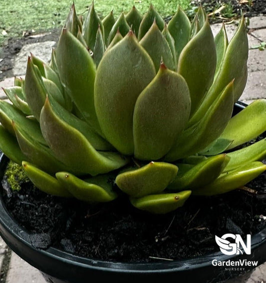 Aeonium Arboreum - Cactus & Succulents - Garden View Nursery