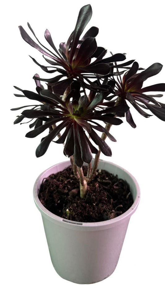 Aeonium Arboreum Zwartkop - Cactus & Succulents - Garden View Nursery
