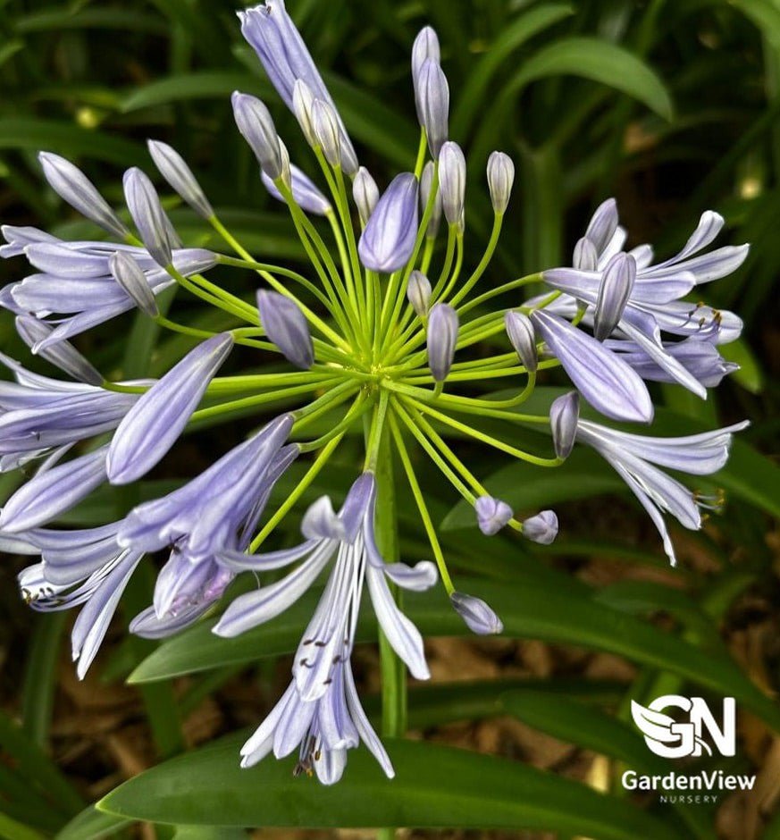 Agapanthus Orientalis Blue - Shrubs & Trees - Garden View Nursery