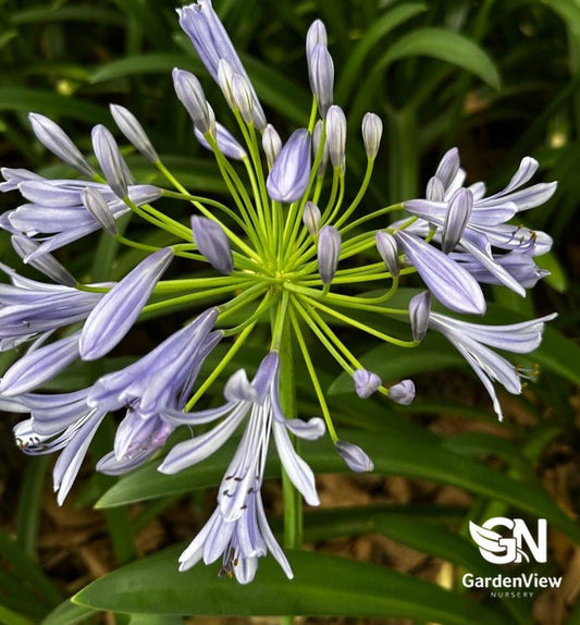 Agapanthus Orientalis Blue - Shrubs & Trees - Garden View Nursery