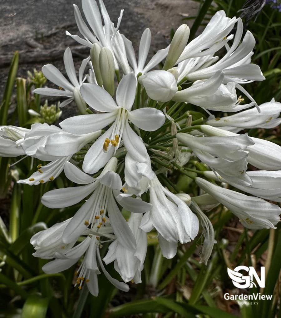 Agapanthus Orientalis White - Shrubs & Trees - Garden View Nursery