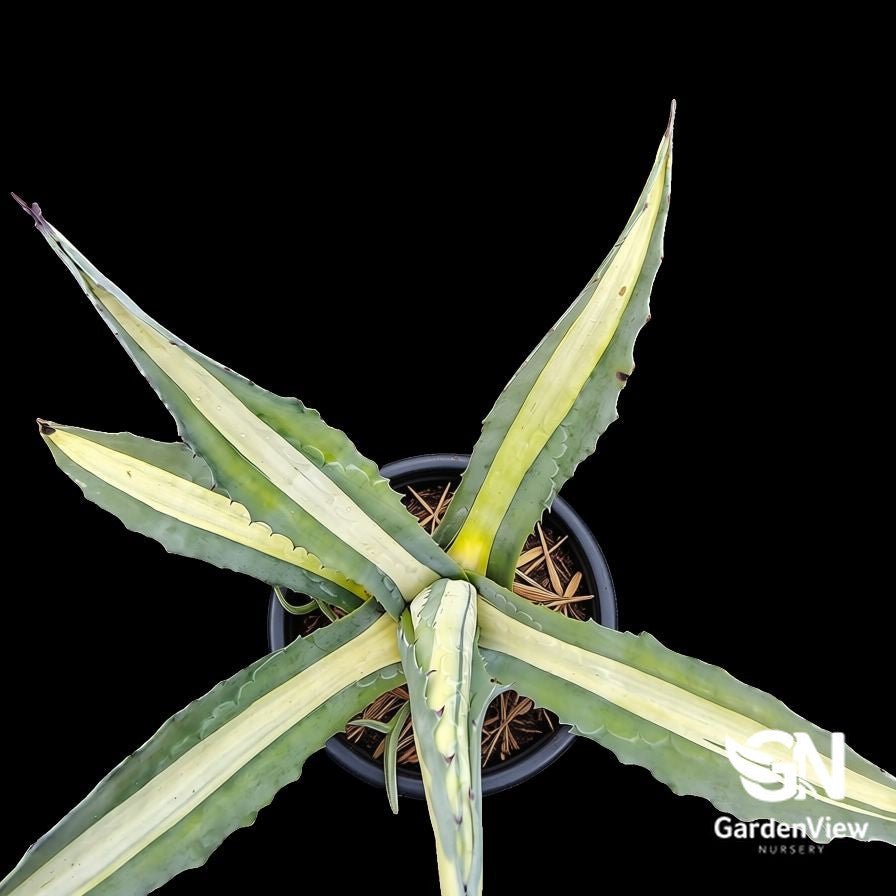 Agave Americana 'Mediopicta Alba' - Succulents - Garden View Nursery