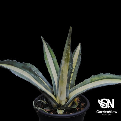 Agave Americana 'Mediopicta Alba' - Succulents - Garden View Nursery