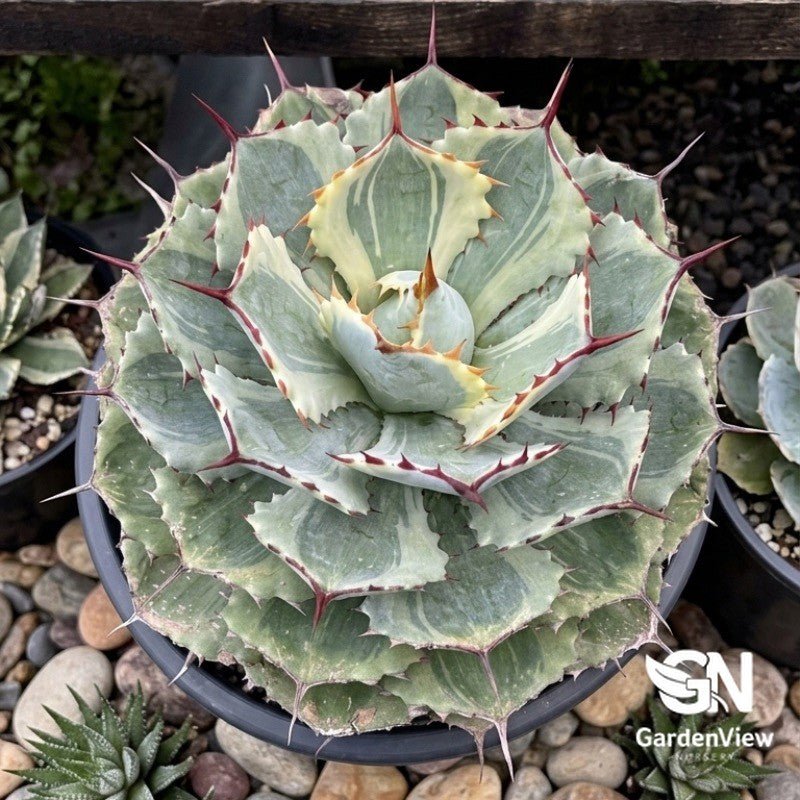 Agave Applanata Cream Spike Variegated - Cactus & Succulents - Garden View Nursery