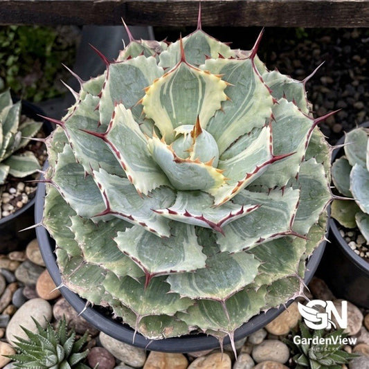 Agave Applanata Cream Spike Variegated - Cactus & Succulents - Garden View Nursery