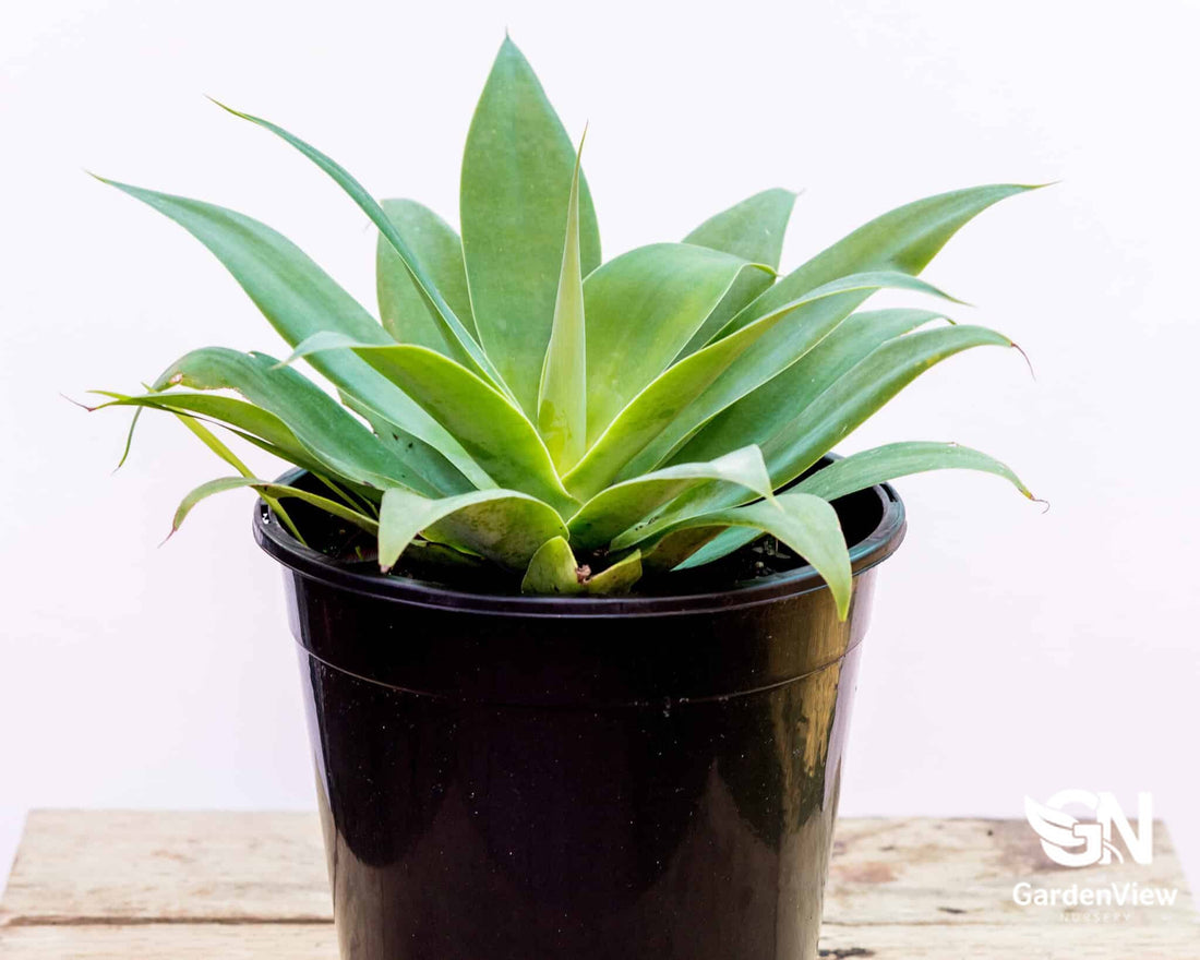 Agave Attenuata - Cactus & Succulents - Garden View Nursery