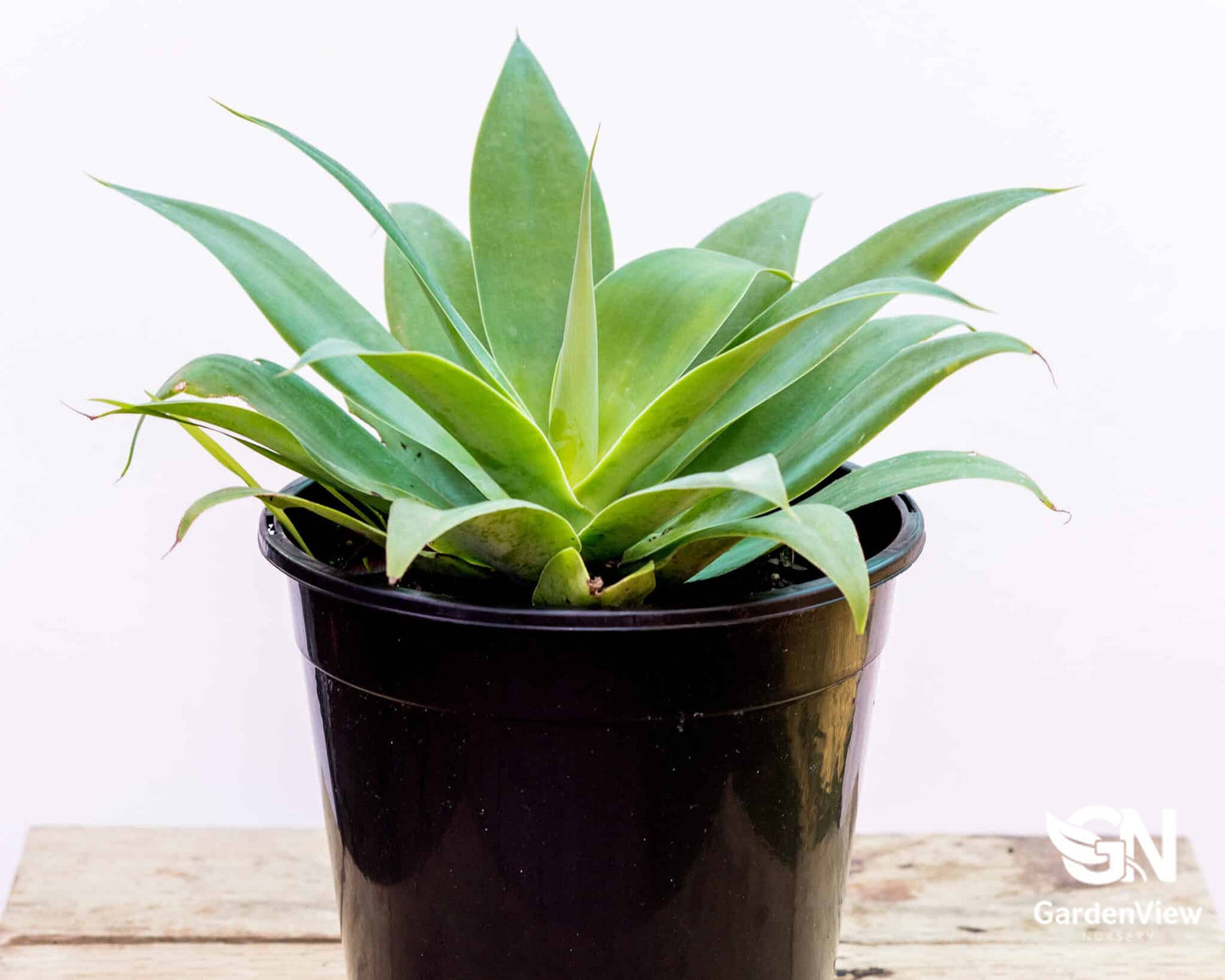 Agave Attenuata - Cactus & Succulents - Garden View Nursery