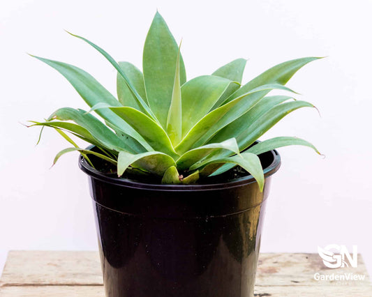 Agave Attenuata - Cactus & Succulents - Garden View Nursery