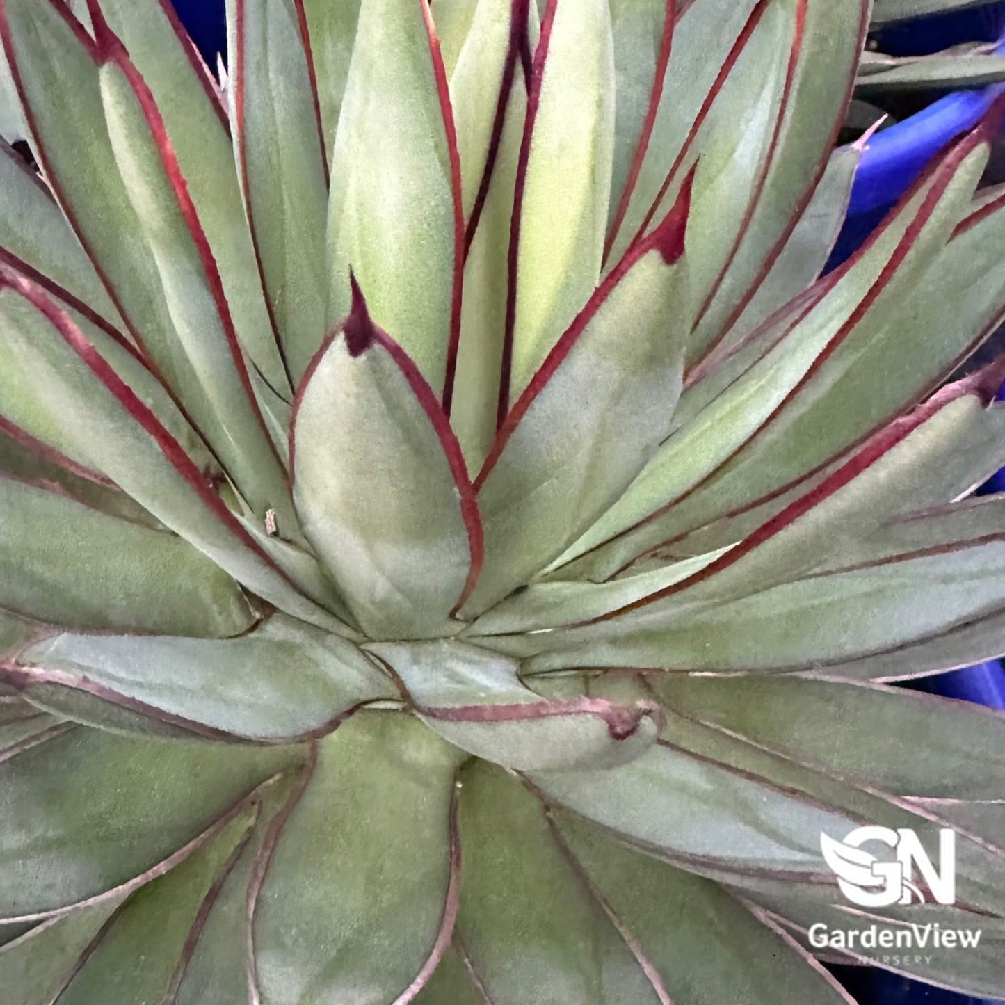 Agave Attenuata Red Margin - Cactus & Succulents - Garden View Nursery