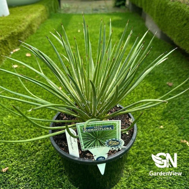 Agave Geminiflora - Cactus & Succulents - Garden View Nursery