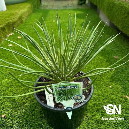 Agave Geminiflora - Cactus & Succulents - Garden View Nursery