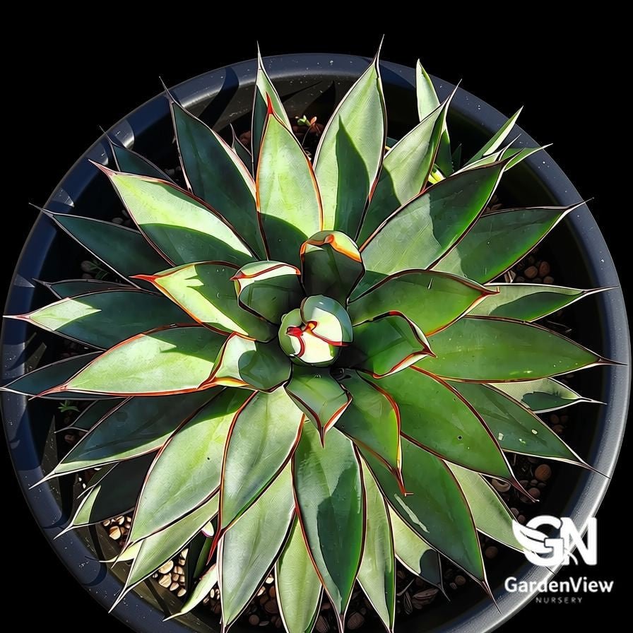 Agave Hybrid 'Burnt Burgundy' - Succulents - Garden View Nursery