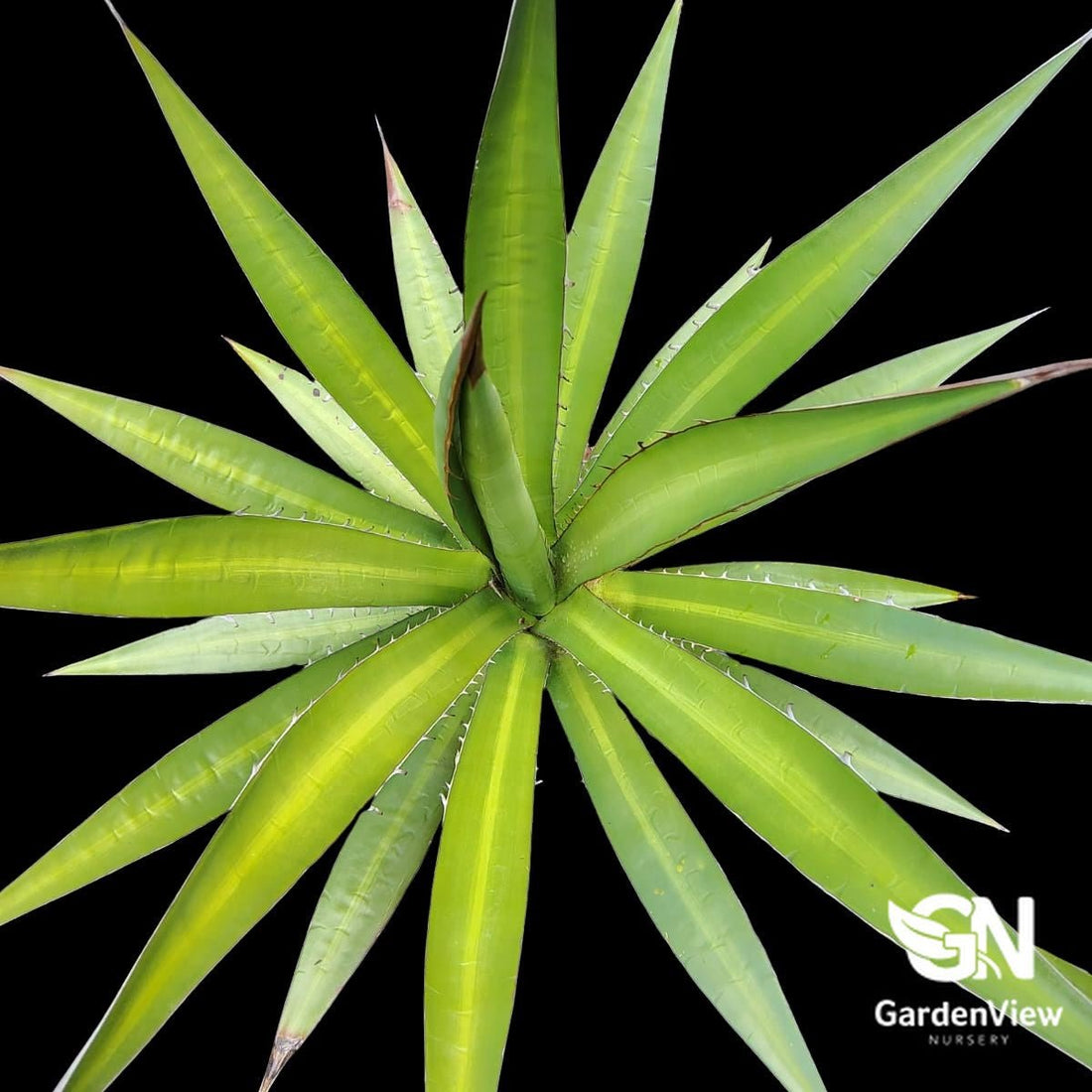 Agave Lophantha 'Splendida' - Succulents - Garden View Nursery