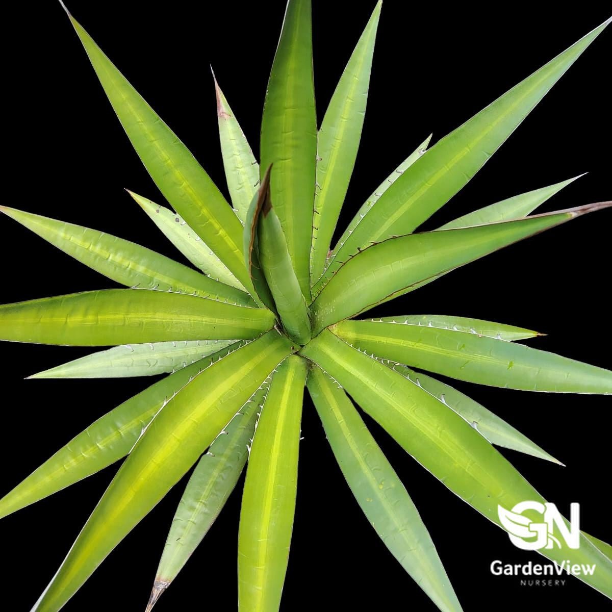 Agave Lophantha 'Splendida' - Succulents - Garden View Nursery