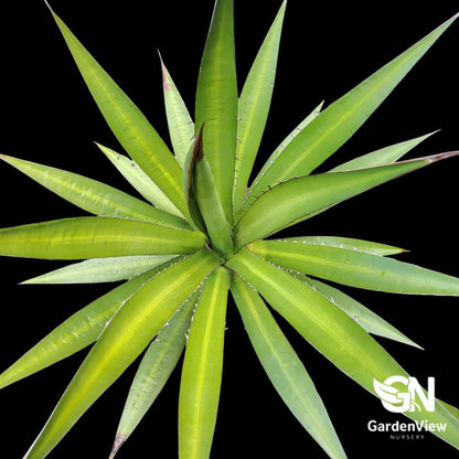 Agave Lophantha 'Splendida' - Succulents - Garden View Nursery