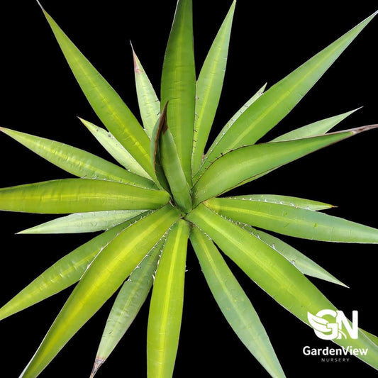 Agave Lophantha 'Splendida' - Succulents - Garden View Nursery