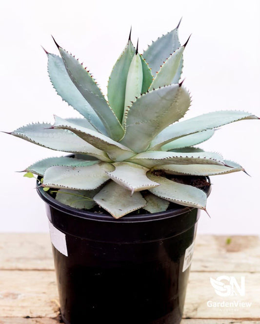 Agave Parryi - Cactus & Succulents - Garden View Nursery