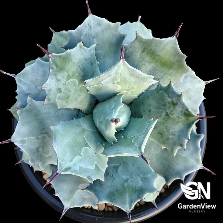Agave Potatorum - Cactus & Succulents - Garden View Nursery